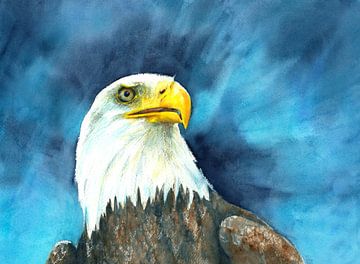 American Bald Eagle portrait Watercolour Painting by Karen Kaspar