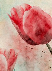 Tulpe