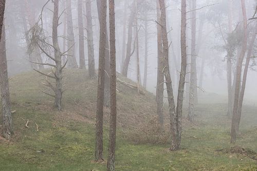 Bomen op een heuveltje tijdens een mistige ochtend