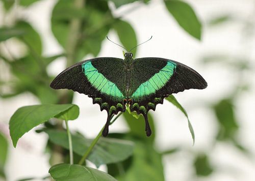 Groengestreepte zwaluwstaart