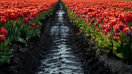 Between the tulips runs the cart track by Hans de Waay