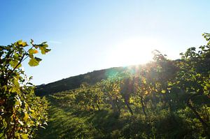 Weinberge