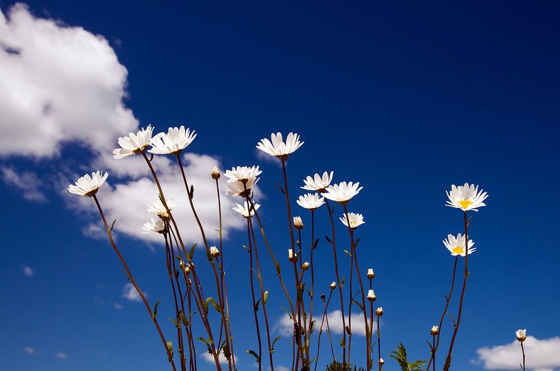 oxeye daisy by Lex Schulte