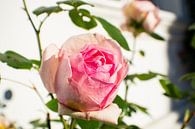 Rosa Hochstammrosen am Circus in Putbus auf Rügen von GH Foto & Artdesign Miniaturansicht