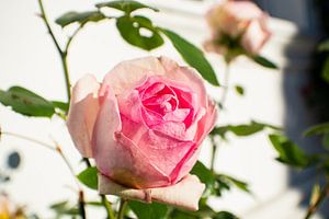 Rosa Hochstammrosen am Circus in Putbus auf Rügen