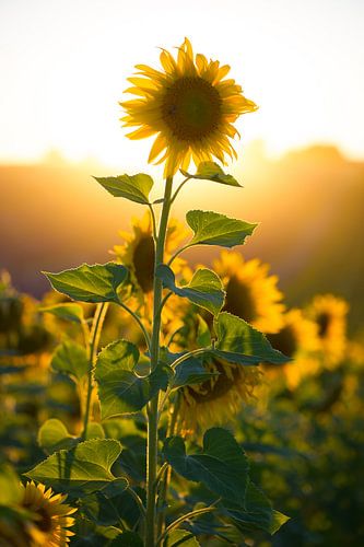 tournsol Valensole 2