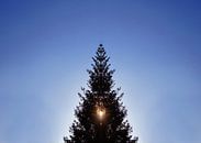 L'arbre de Noël à contre-jour par Markus Jerko Aperçu