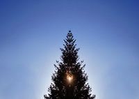 Kerstboom tegen het licht