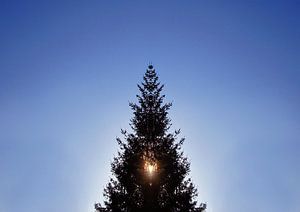 Weihnachtsbaum im Gegenlicht