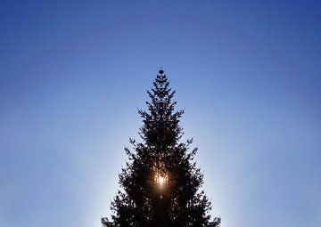 L'arbre de Noël à contre-jour