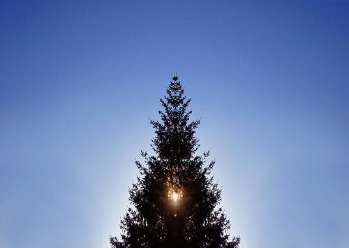 Weihnachtsbaum im Gegenlicht