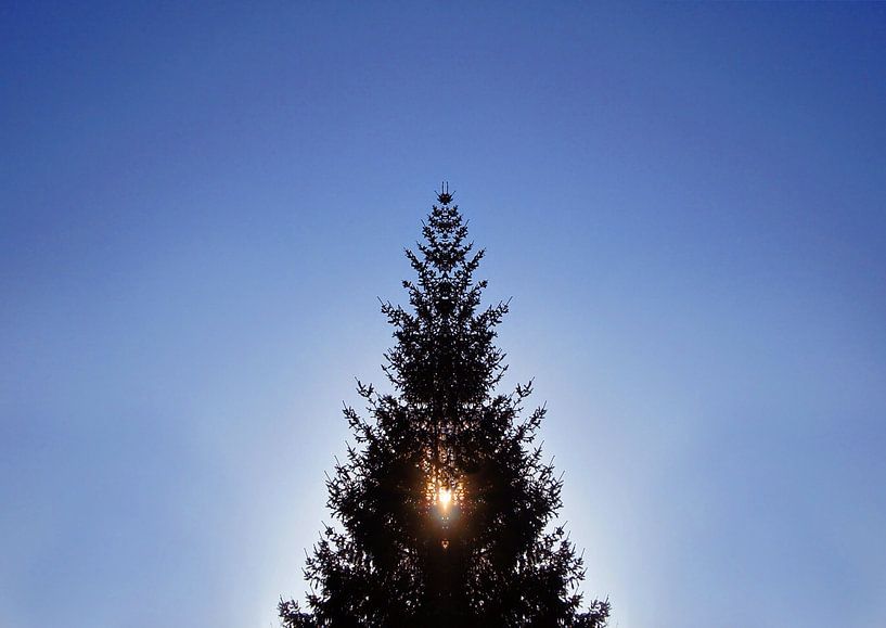 L'arbre de Noël à contre-jour par Markus Jerko