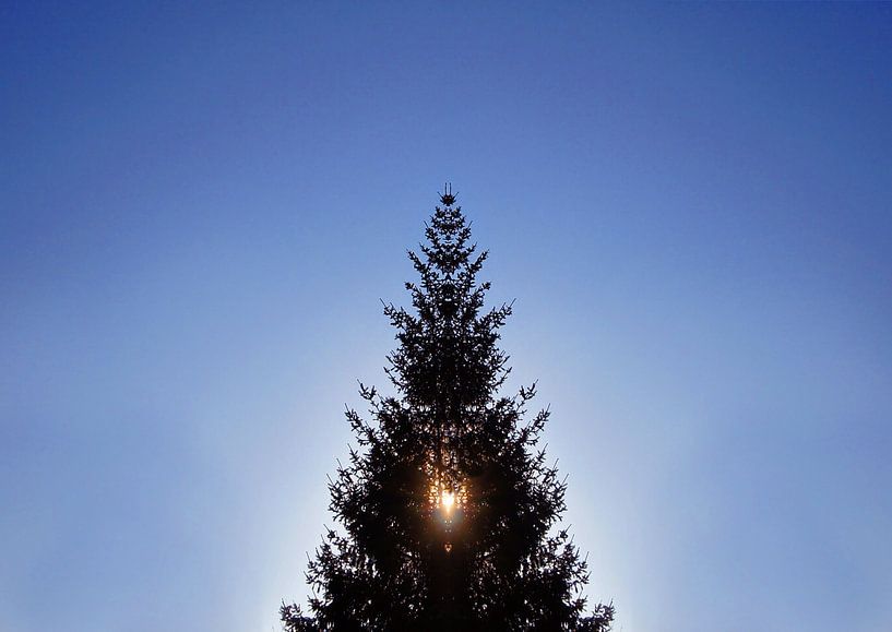 Christmas tree against the light by Markus Jerko