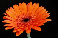 Orange Flower