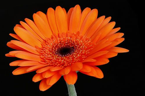 Orange Flower