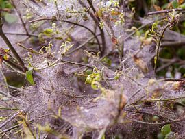 Network of nature