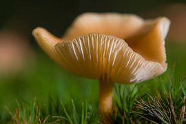Pilz der faltige Milchpilz