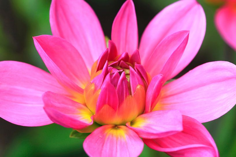 Dahlia by Thomas Jäger