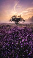 Heide zonsopkomst_I