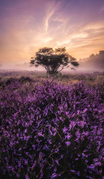 Heide zonsopkomst_I van Loris Photography
