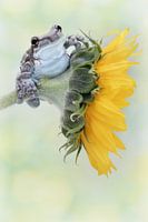 Soleil de grenouille