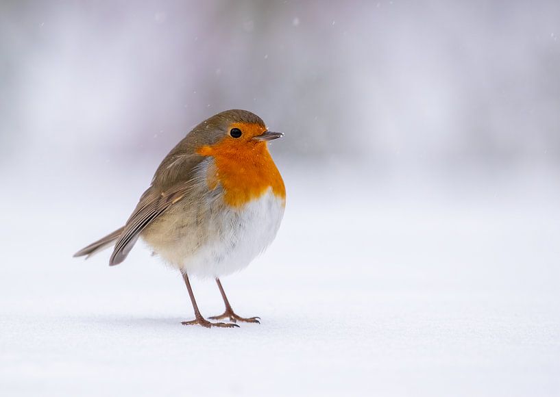 Robin in the snow by Jolanda van Blaaderen