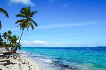 Paradis des Caraïbes : mer turquoise, plages de sable blanc et légèreté tropicale dans des images hautes en couleur. sur Miriam Schwarzfischer Fotografie