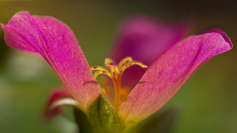 Portulaca van Greetje van Son