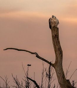buizerd part 5