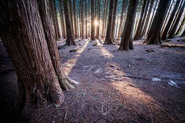 Kaarsrechte naaldbomen in het bos van Erwin Pilon