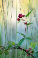 Wild blackberries