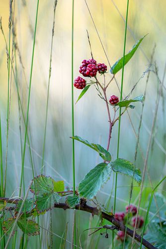 Wild blackberries