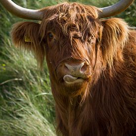 Schotse Hooglander van Marjolein Versluis