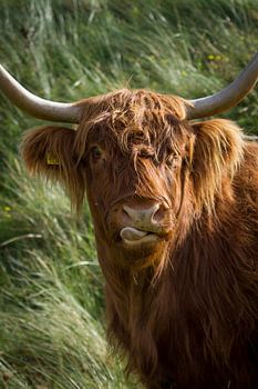 Scottish Highlander
