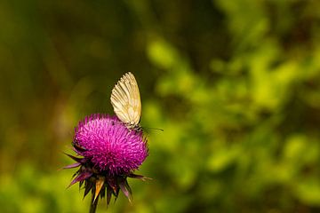 Vlinder zittend op een bloem van Alexander Ließ