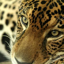 Jaguar, Costa Rica, feline, puma,  by Renee Algera