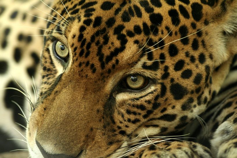 Jaguar, Costa Rica, feline, puma,  by Renee Algera