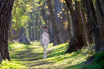 Damhirsche auf dem endlosen Waldweg