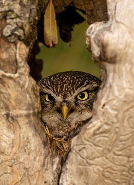 Little owl in its shelter. by Wouter Van der Zwan