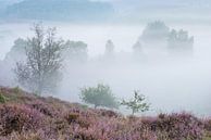 Bloeiende heide in de mist van Elroy Spelbos Fotografie thumbnail