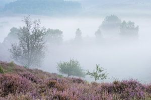 Bloeiende heide in de mist