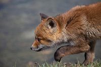 Fox cub focusing on its prey.