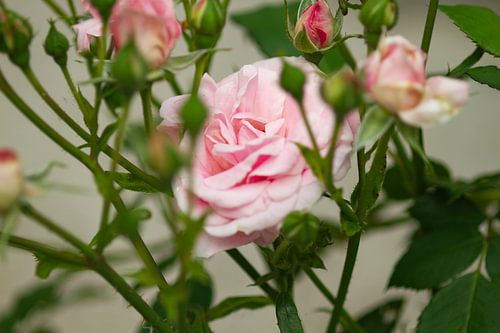 Die Rose