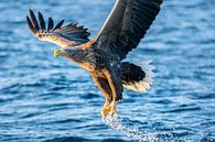 Pygargue à queue blanche ou aigle de mer attrapant un poisson dans un fjord en Norvège par Sjoerd van der Wal Photographie Aperçu