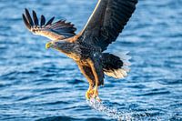 Seeadler, die einen Fisch in einem Fjord in Norwegen fangen
