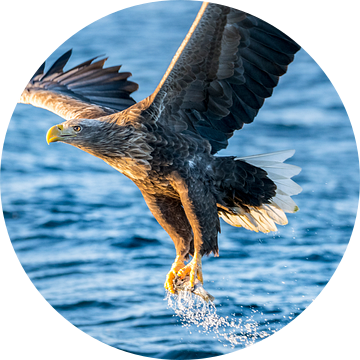 Zeearend die een vis vangt in een fjord in Noorwegen