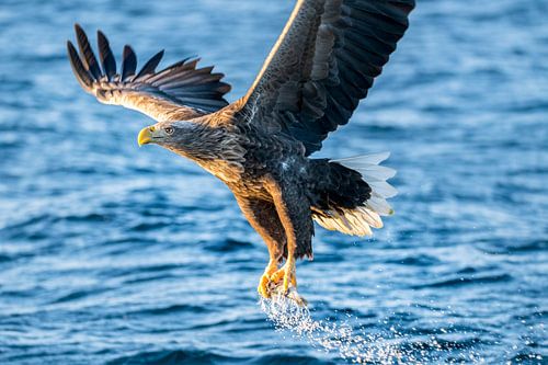 Pygargue à queue blanche ou aigle de mer attrapant un poisson dans un fjord en Norvège