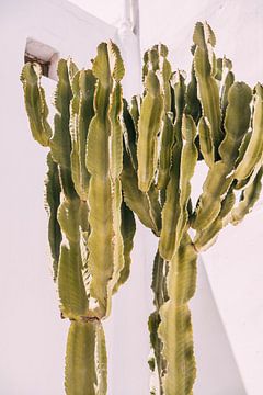 Kaktus auf Weiß von Patrycja Polechonska