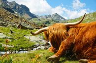 Schottischer Highlander in den Alpen von Toni Stauche Miniaturansicht