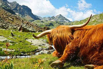 Schotse Hooglander in de Alpen van Toni Stauche